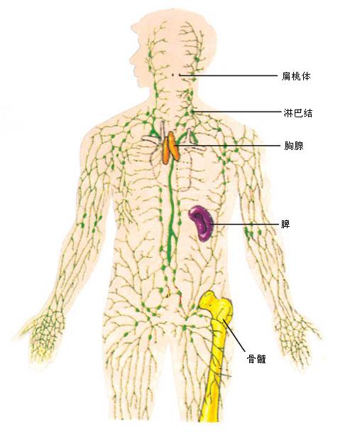 附件24下载:图2-15人体内的免疫器官.
